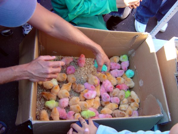 Colorful Christmas Chicks